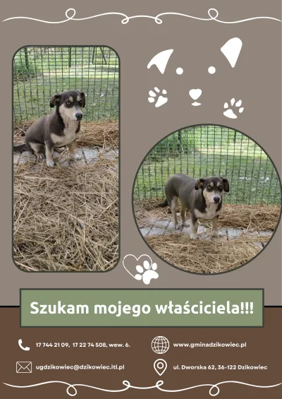 zdjęcie do artykułu: Szukamy właściciela psa