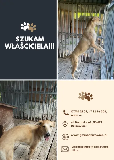 zdjęcie do artykułu: Szukamy właściciela! Czy rozpoznajesz tego psa?