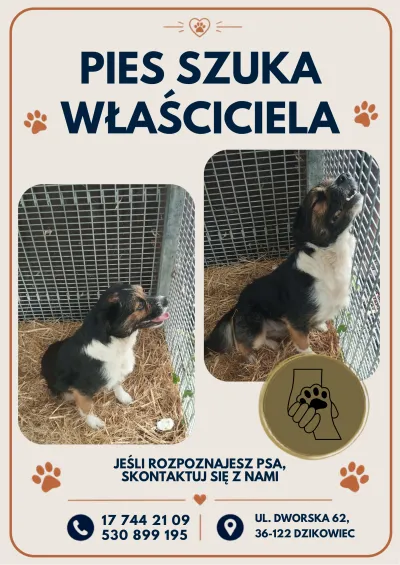  zdjęcie do artykułu Pies szuka właściciela