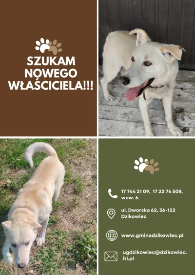  zdjęcie do artykułu Szukamy właściciela