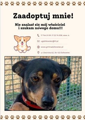 zdjęcie do
														 artykułu: Znaleziono psa, który oczekuje na nowego, odpowiedzialnego opiekuna.