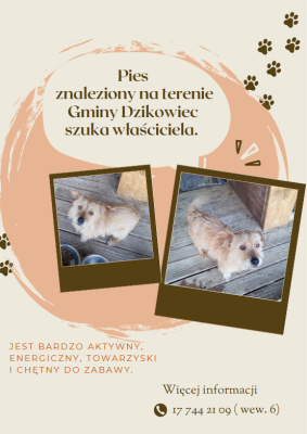 zdjęcie do
														 artykułu: Przygarnij Psa w Gminie Dzikowiec