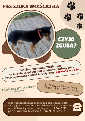 zdjęcie do
														 artykułu: Znaleziony Pies w Sołectwie Spie. Pomóżmy Mu Odnaleźć Właściciela
