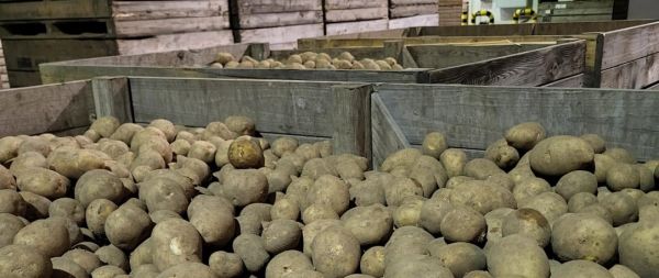 zdjęcie do
														 artykułu: Obniżenie opłaty za pobieranie i badania próbek bulw ziemniaka przeznaczonych do sadzenia innych niż sadzeniaki, na obecność bakteriozy pierścieniowej i śluzaka