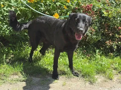 zdjęcie do artykułu: ZNAJDŹ DOM DLA PIĄTKA!